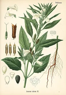 Kohler: Sesame, Sesamum indicum