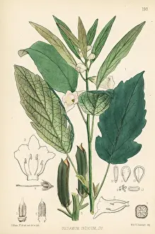 Sesame: Sesame, til or gingeli, Sesamum indicum