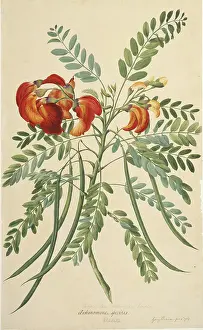 Coccinea: Sesbania coccinea
