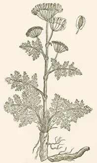 Umbelliferae: Seseli, Herbaceous Perennial