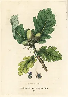 Sessile: Sessile oak, Quercus petraea