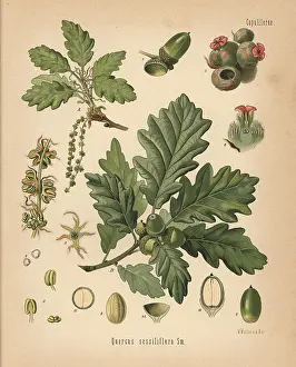 Sessile: Sessile oak, Quercus petraea