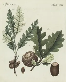 F. Gotz: Sessile oak and Valonia oak
