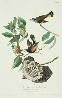 Hornbeam: Setophaga ruticilla, American redstart