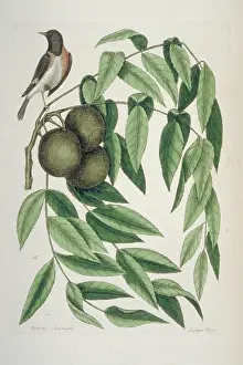 Redstart: Setophaga ruticilla, American redstart
