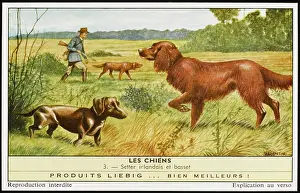 Setter: SETTER AND BASSET