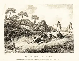 Samuel Howitt: A setter creeps up on a game bird