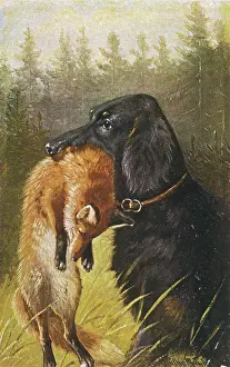 Setter: SETTER WITH DEAD FOX