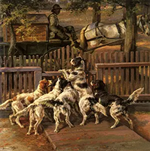 Kennel: Setters Ready to Go