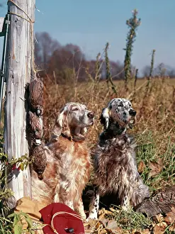 Setters: Two Setters Sitting Outside Near