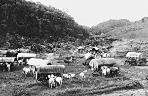 Troughs: Settlement in a rain forest in Brazil, 1928