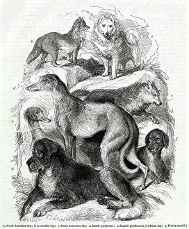Tibet: Seven different dog breeds