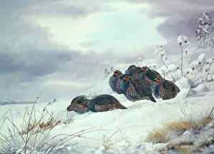 Rickman: Seven Partridges in Snow