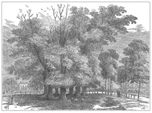 Clump: Seven Sisters, Tottenham, London