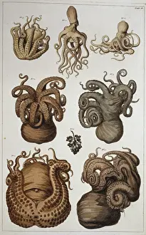 Curled: Seven squid and octopuses