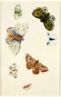 Odilon: Seven studies of butterflies