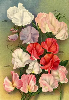 Peas: Seven Sweet Peas