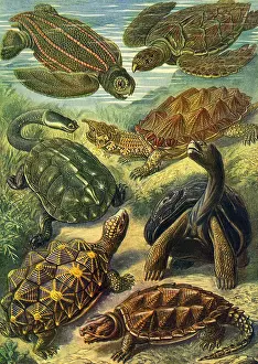 Turtles: Seven Turtles