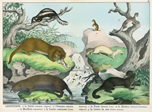 Weasel: Seven types of carnivore