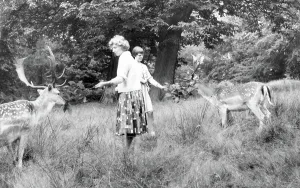 Knole: Sevenoaks, Deer in Knole Park c1960