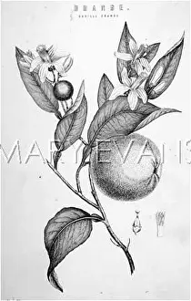 Divinely: SEVILLE ORANGE & BLOSSOM