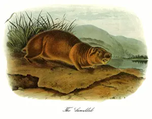 Terms: Sewellel