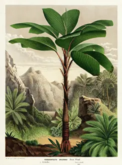 Serres: Seychelles stilt palm, Verschaffeltia splendida