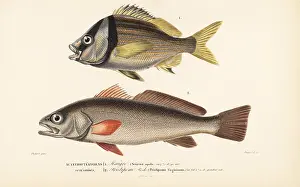Aquila: Shadefish and porkfish