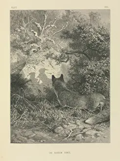 Lagomorpha: The Shadow Dance