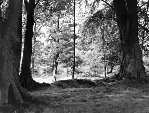 Alderley: SHADY GLADE