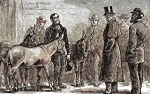 SHAFTESBURY & DONKEYS