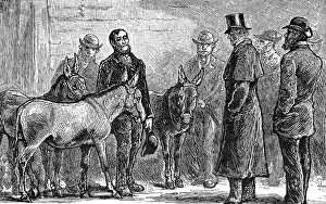SHAFTESBURY & DONKEYS