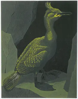 Linocut: Shag - Cape Clear