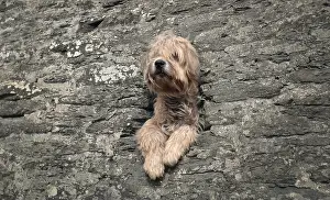 Shaggy: Shaggy dog at Newquay, Cornwall