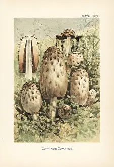 Mycology: Shaggy ink cap, Coprinus comatus