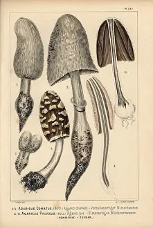 Krause: Shaggy ink cap, Coprinus comatus, and Coprinopsis