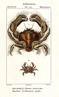 Fasciatus: Shaggy sponge crab and Dynomene hispida