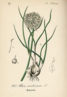 Allium: Shallots, Allium ascalonicum