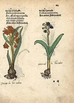 Esculentus: Shallots, Allium cepa, and grape hyacinth, Muscari racemosum
