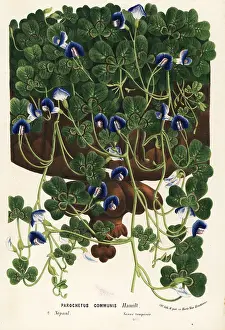 Serres: Shamrock pea or blue oxalis, Parochetus communis
