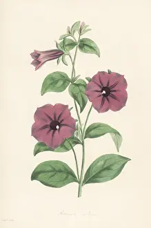 Hallucinogen: Shanin, Petunia integrifolia