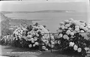 Shanklin: Shanklin Hydrangeas by the Sea