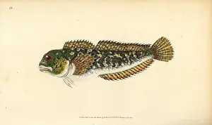 Blennius: Shanny, Lipophrys pholis