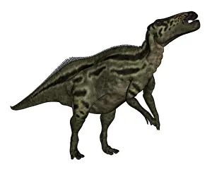Saurolophinae: Shantungosaurus dinosaur