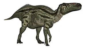 Saurolophinae: Shantungosaurus dinosaur