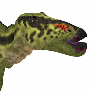 Saurolophinae: Shantungosaurus dinosaur head