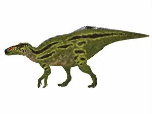 Saurolophinae: Shantungosaurus dinosaur side view