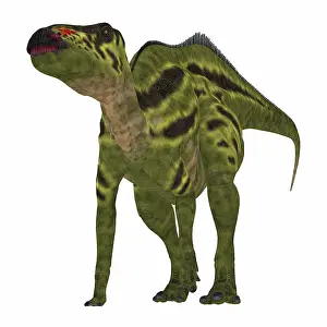 Saurolophinae: Shantungosaurus dinosaur on white background
