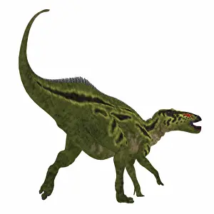 Saurolophinae: Shantungosaurus dinosaur on white background