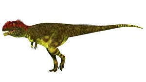 Carcharodontosaurid: Shaochilong maortuensis dinosaur, side view on